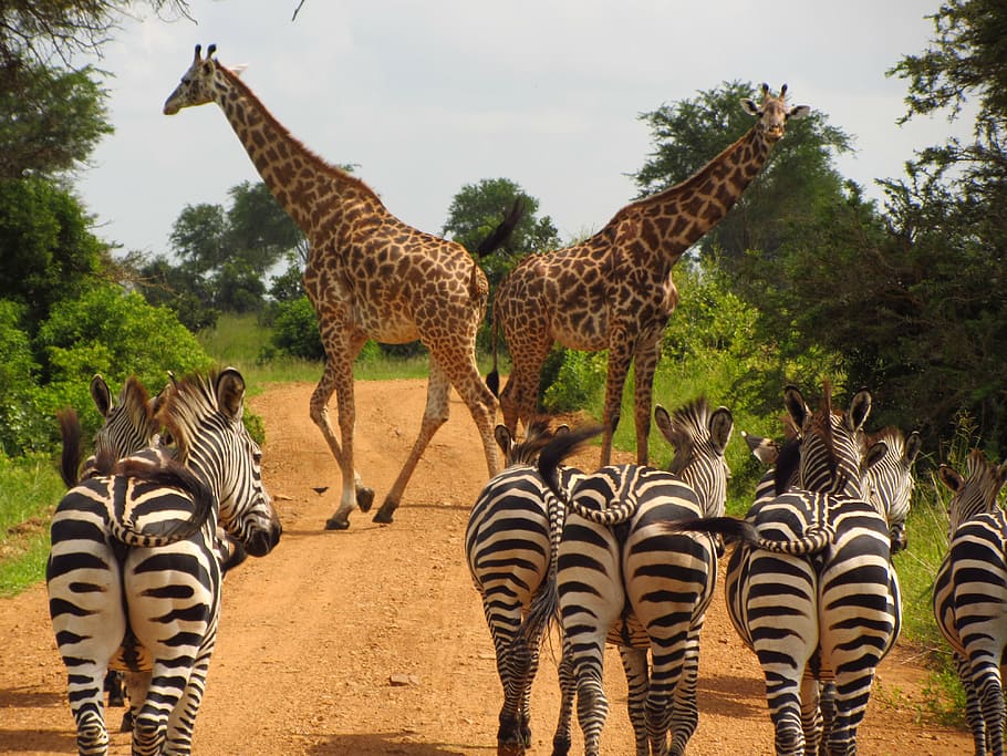 zebras-tanzania-mikumi-national